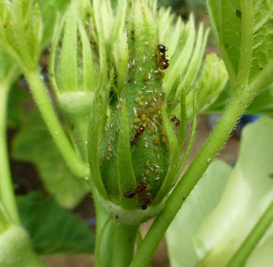Aphids feeding on a young okra pod